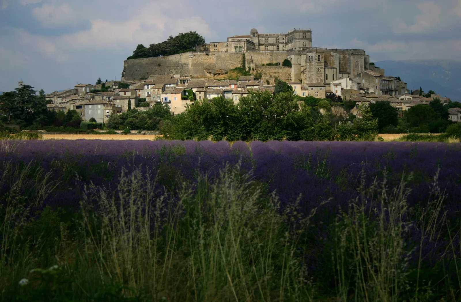 Grignan and its castle above a lavender field, Drôme provençale